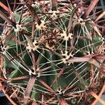 Ferocactus latispinus Лист