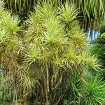 Dracaena reflexa Hábitos