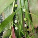 Pseudorhipsalis ramulosa Fruit