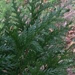 Thuja plicata 叶