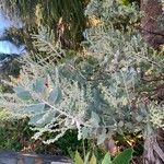 Acacia podalyriifolia Blatt