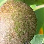 Ficus cordata Fruto