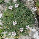 Erodium cheilanthifolium Hábito