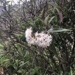 Vernonia polyantha Цвят