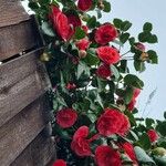 Camellia sasanqua Elinympäristö