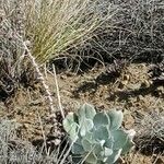 Dudleya pulverulenta Leaf