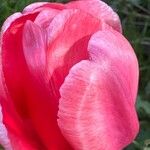 Tulipa raddii Fleur