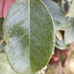 Elaeagnus × submacrophylla Folio