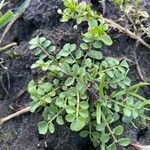 Cardamine parviflora Hoja