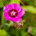 Dianthus alpinus Blomma