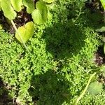 Sedum oreganum पत्ता