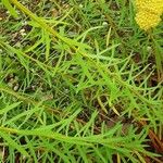 Euphorbia seguieriana Leaf