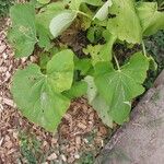 Ligularia fischeri Leaf