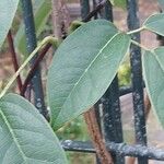 Holboellia latifolia Blatt