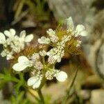 Caucalis platycarpos Flower