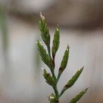 Catapodium rigidum Flower