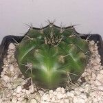 Gymnocalycium anisitsii Hoja