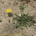 Crepis bellidifolia Natur