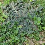 Echium asperrimum Folha