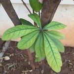 Ficus cyathistipula Лист