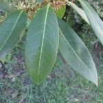 Osmanthus decorus Blatt