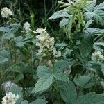 Rubus canescens Květ