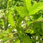 Rubus argutus Leaf