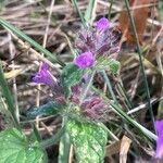 Clinopodium vulgare Flor