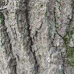 Quercus falcata Bark