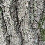 Quercus falcata (Bark)