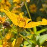 Heliopsis helianthoides Blüte