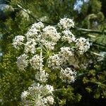 Peucedanum cervaria Flor