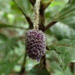 Trichostachys aurea Flor