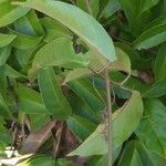 Bignonia capreolata Blad