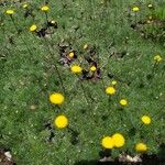 Cotula hispida Flor
