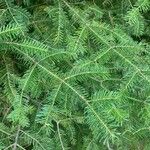 Abies balsamea 叶