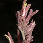 Cordylanthus parviflorus 花