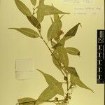 Sarcococca wallichii Otro