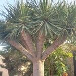 Dracaena draco पत्ता