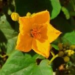 Cogniauxia podolaena Flower