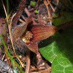 Asarum hartwegii