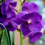 Vanda coerulescens Flors