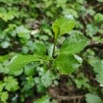 Betula humilis Folha