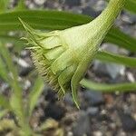 Echinacea pallida Virág