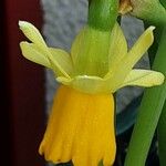 Narcissus cyclamineus Virág