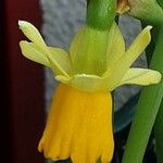Narcissus cyclamineus 花