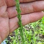 Veronica gentianoides Other