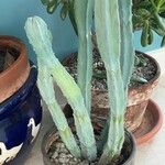 Myrtillocactus geometrizans 形态