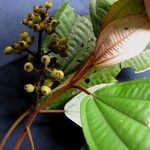 Miconia serrulata その他の提案