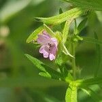 Geranium dissectumFleur